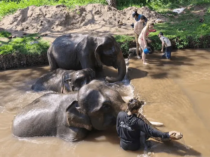 Elephant 2
