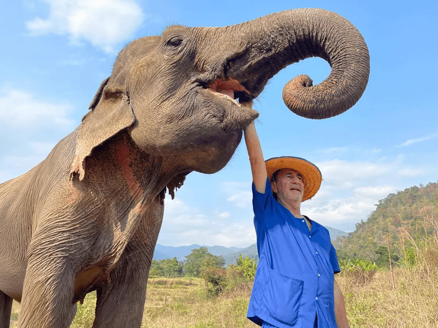 Elephant 3