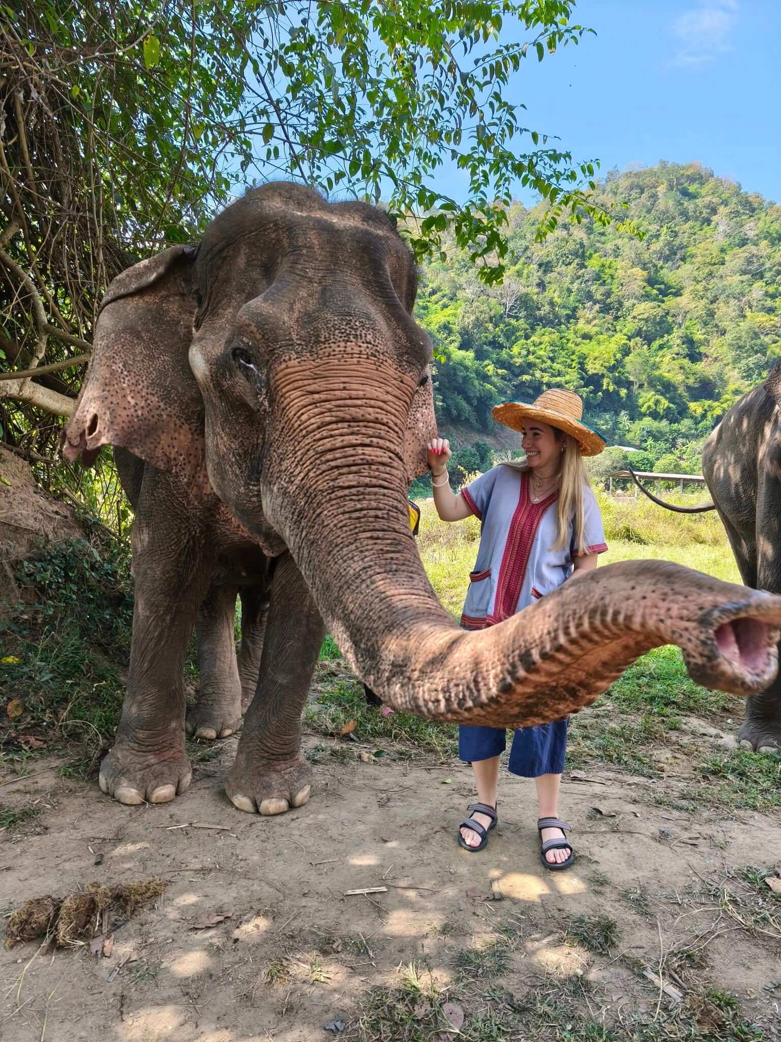 Elephant in the meadow