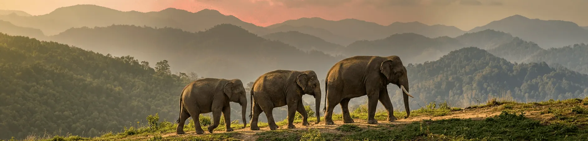 Rescued Asian elephants living peacefully at Doi Lom Sanctuary in the hills of Mae Taeng