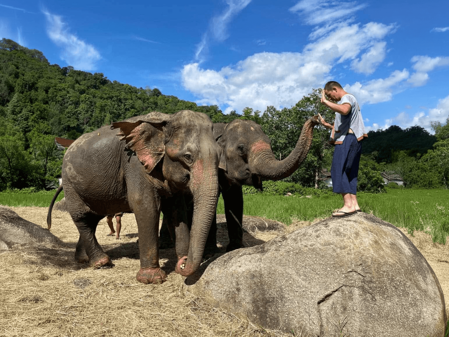 Full Day Elephant Care Experience