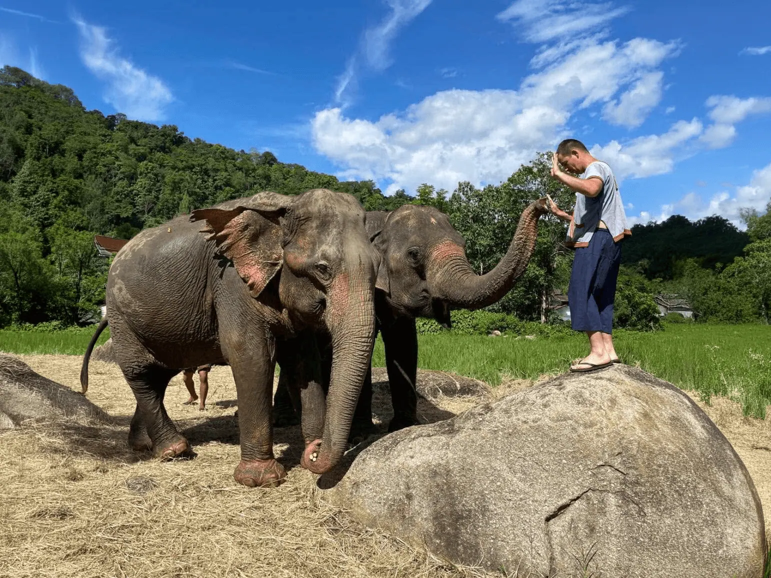 Full Day Elephant Care Experience