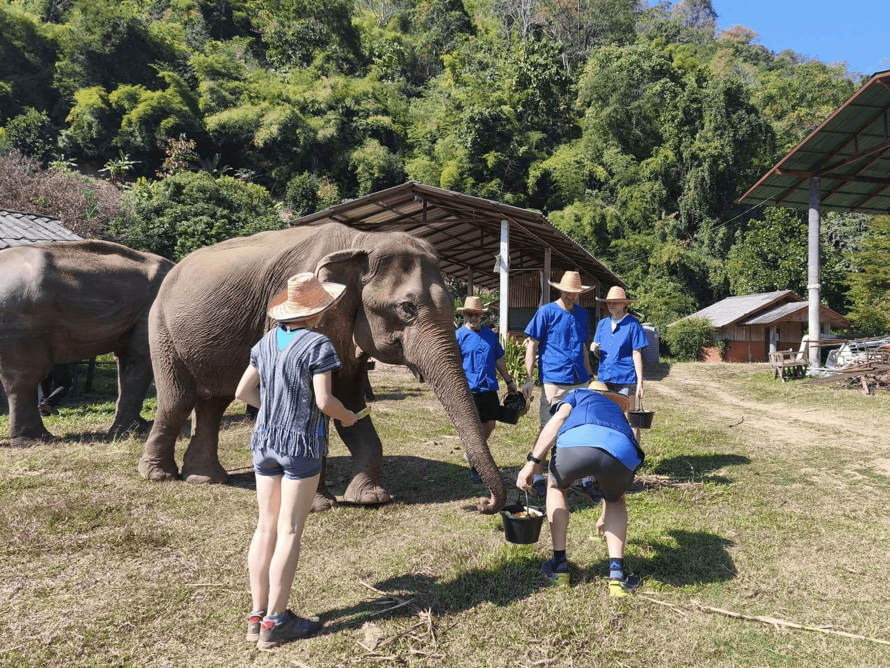 Half Day Elephant Care Experience