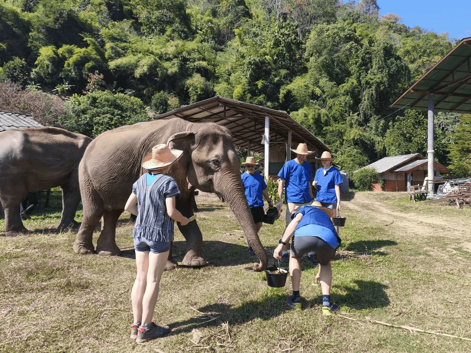 Half Day Elephant Care Experience